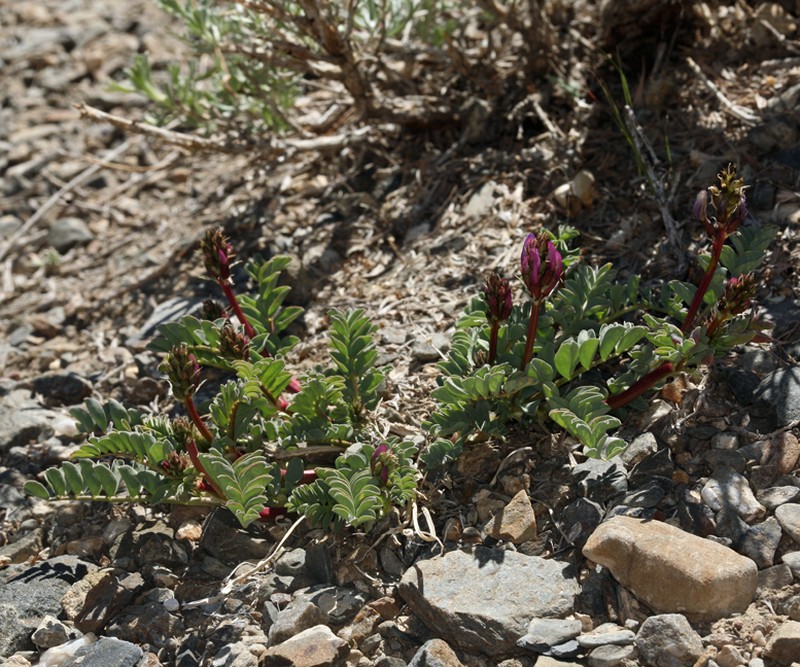 Astragalus cimae var. sufflatus photo 5
