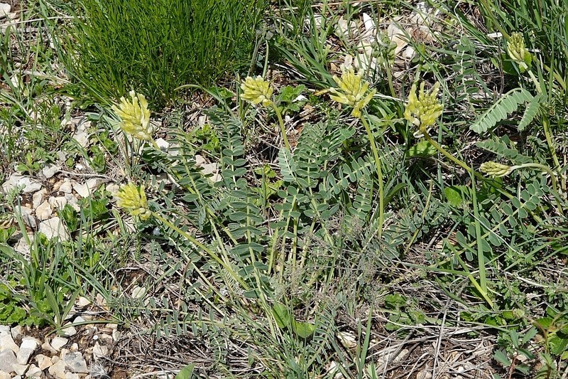 Astragalus cinereus