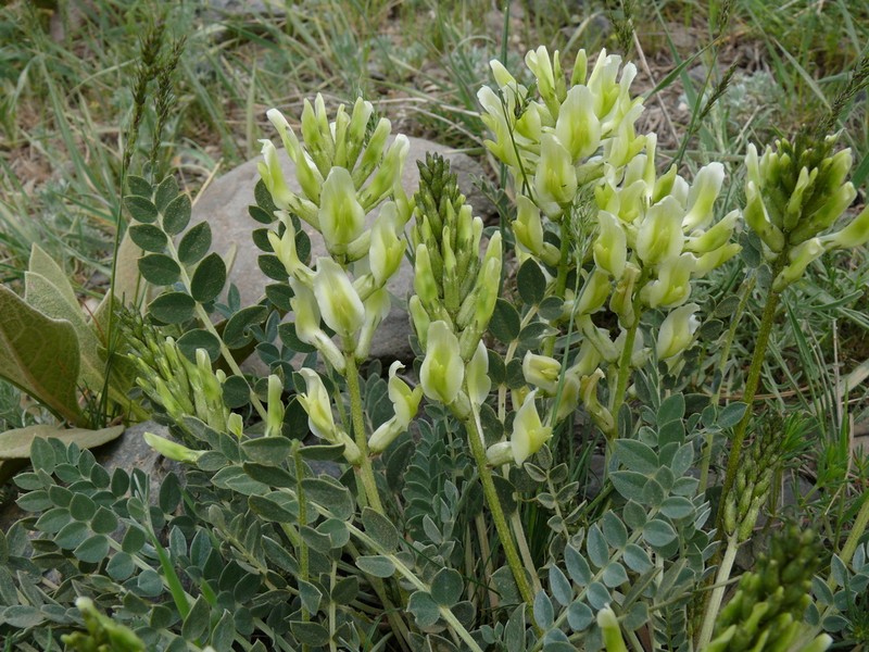 Astragalus cinereus photo 2