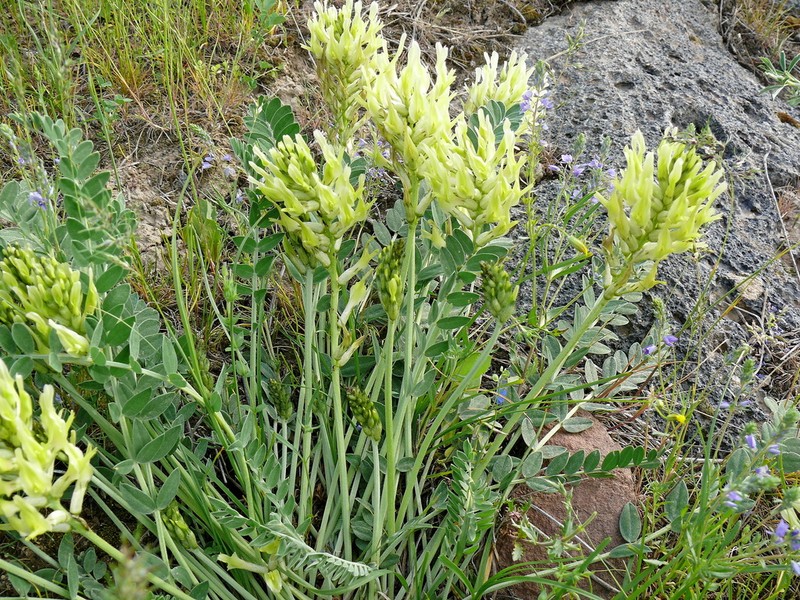 Astragalus cinereus photo 3