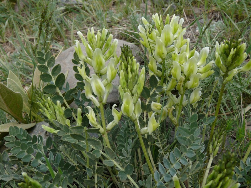Astragalus cinereus photo 5