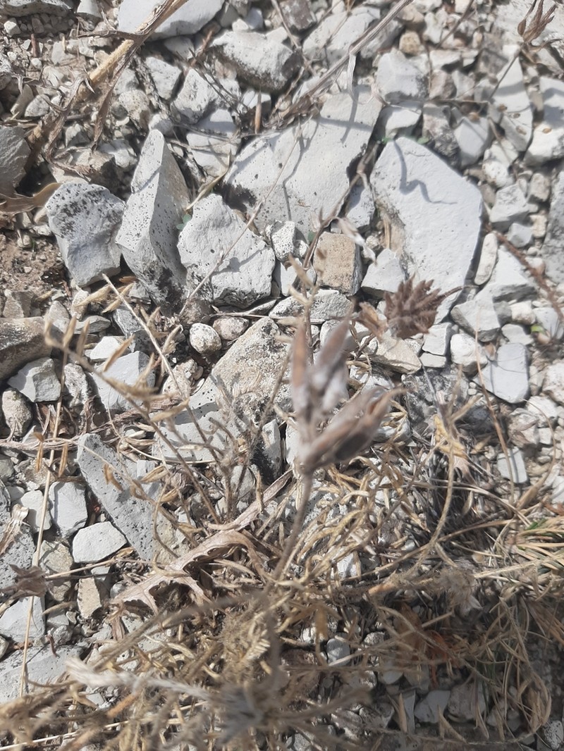 Astragalus circassicus