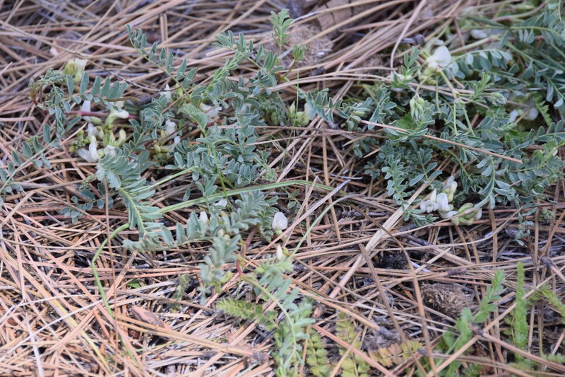 Astragalus circumdatus