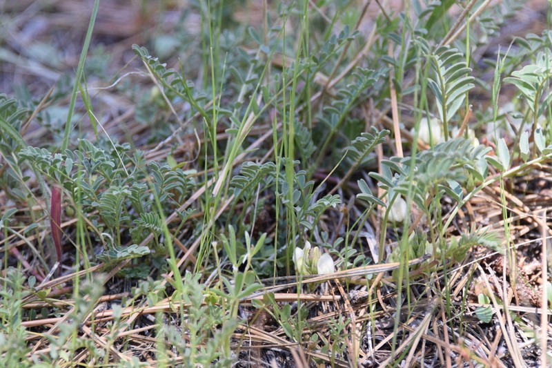 Astragalus circumdatus photo 2