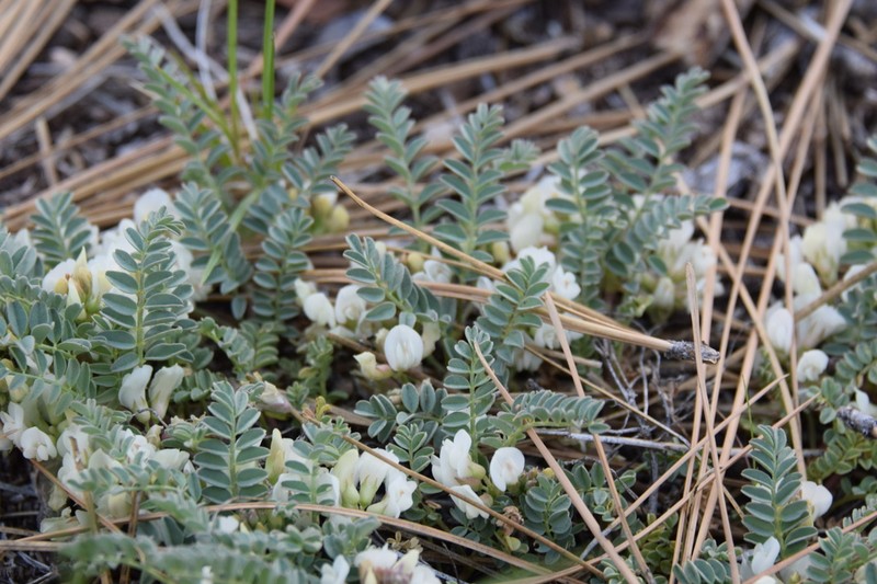 Astragalus circumdatus photo 3