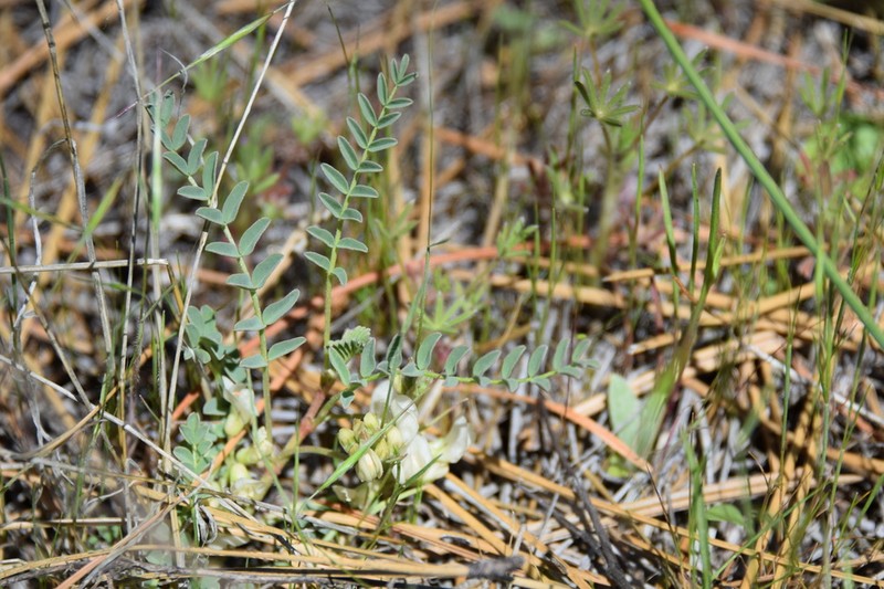 Astragalus circumdatus photo 4
