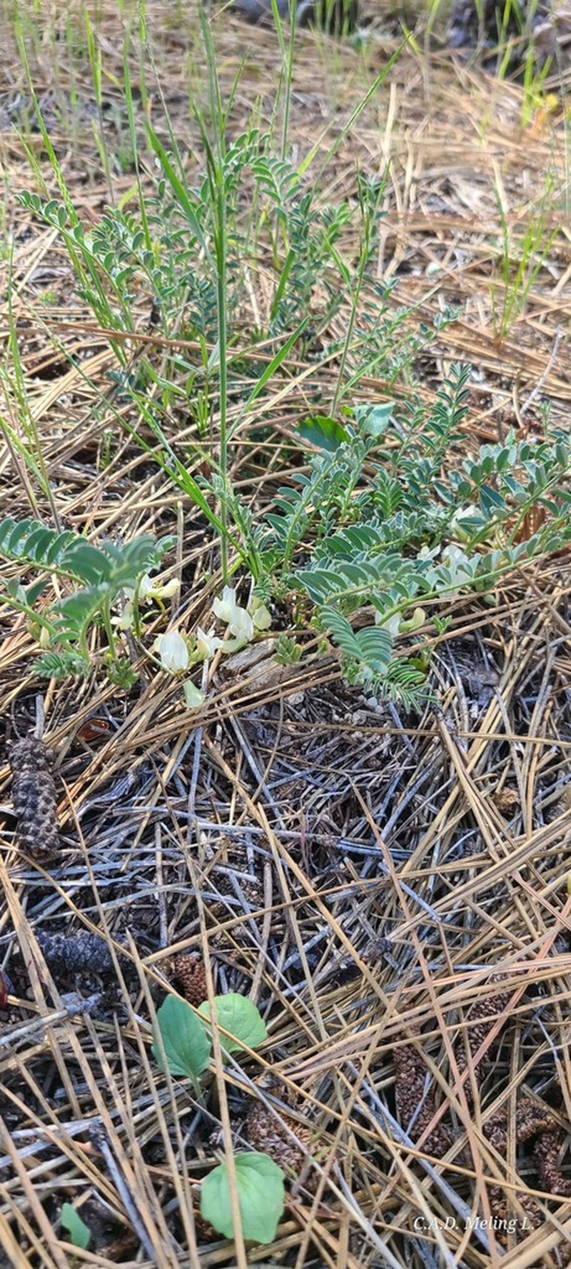 Astragalus circumdatus photo 5