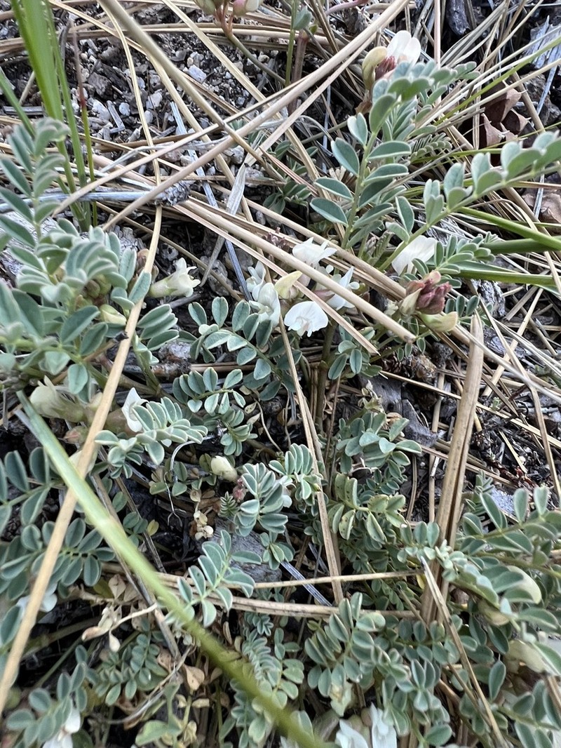 Astragalus circumdatus photo 6