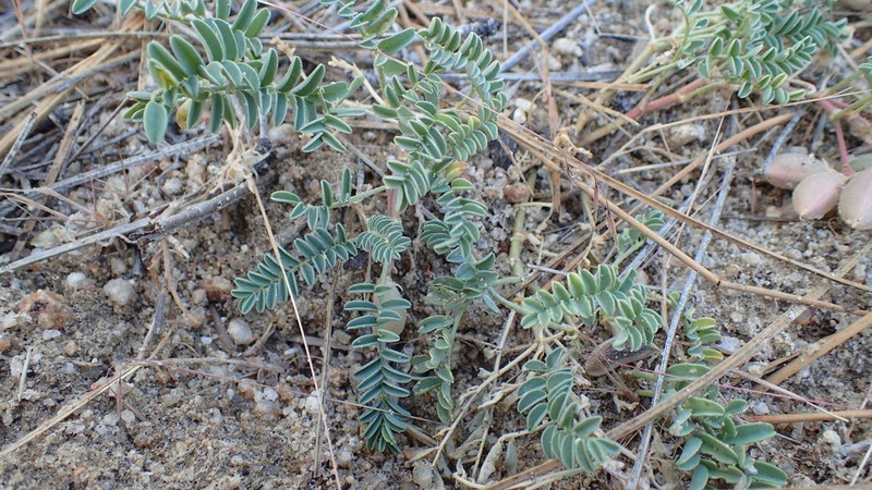 Astragalus circumdatus photo 7