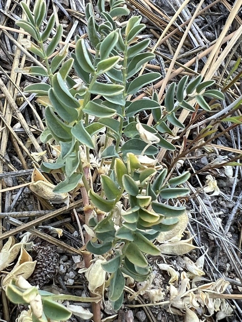 Astragalus circumdatus photo 8