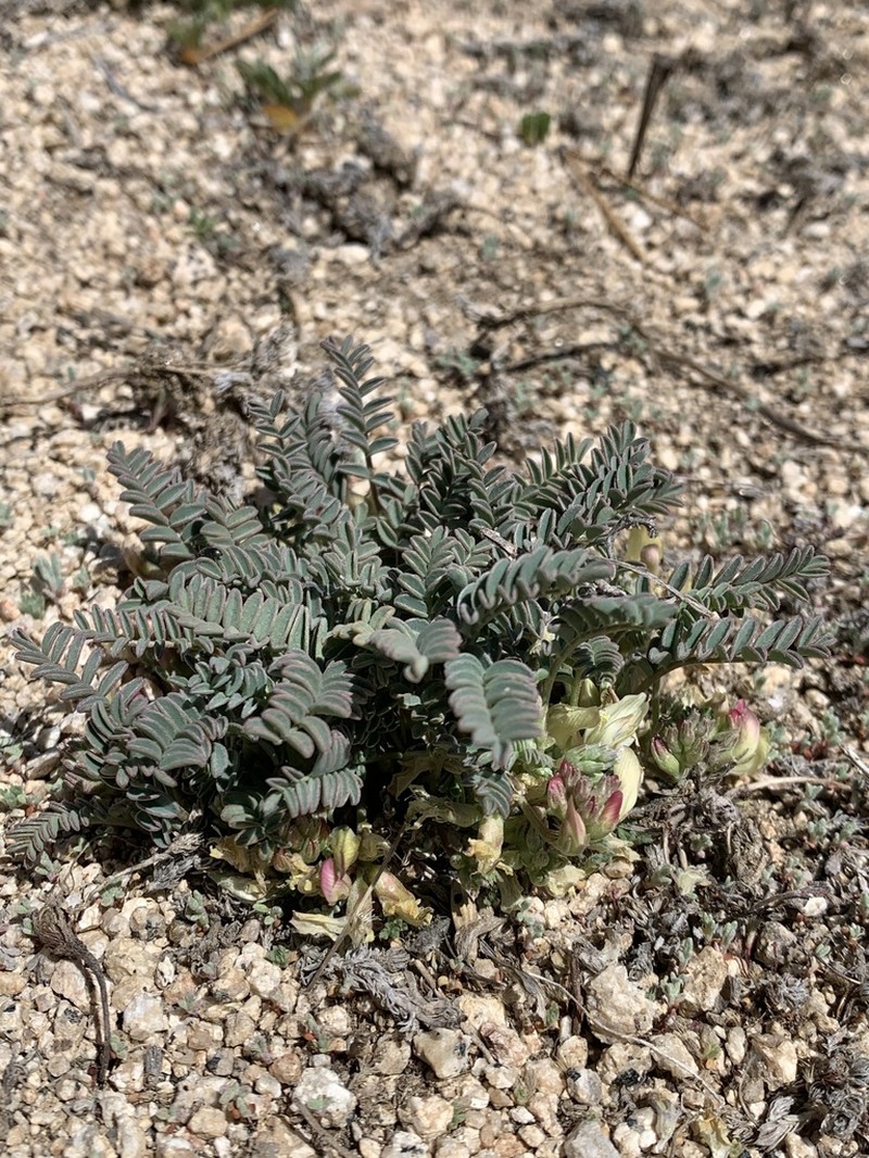 Astragalus circumdatus