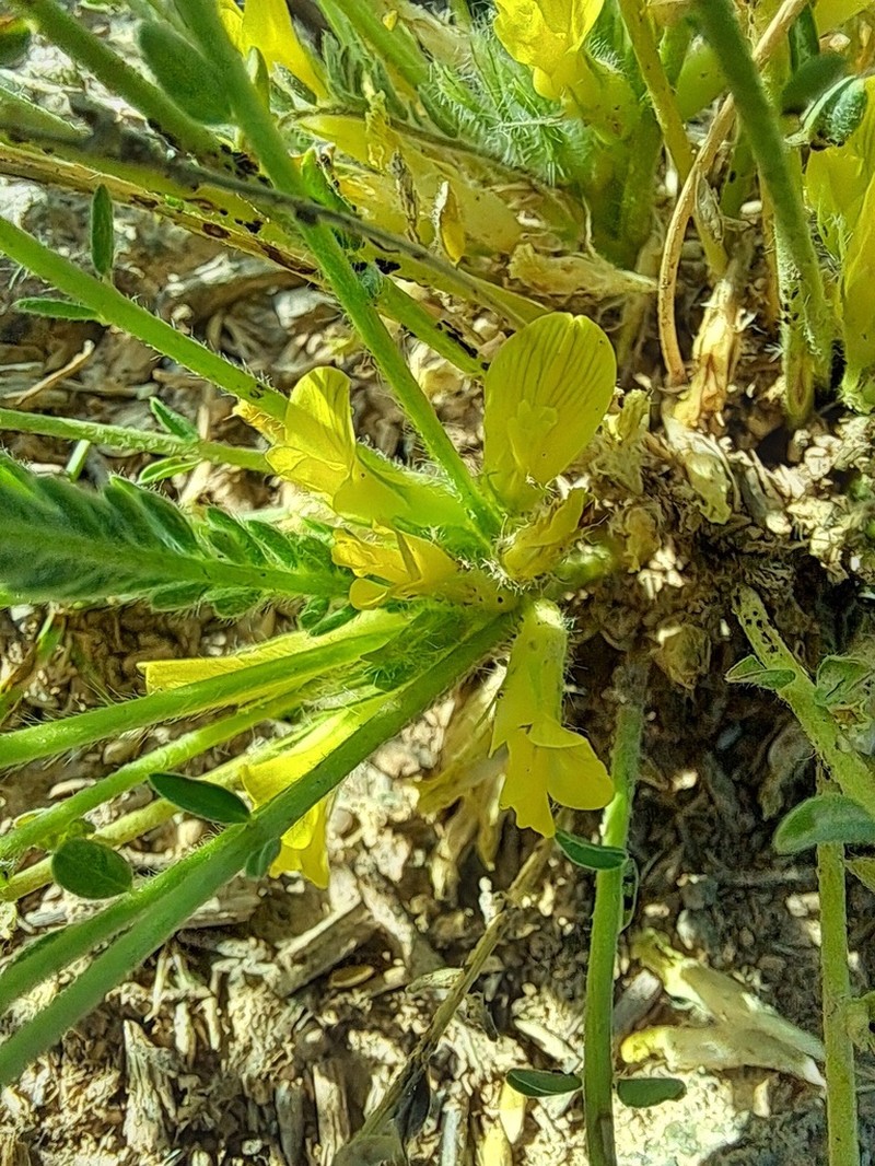 Astragalus citrinus