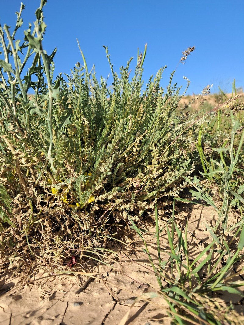 Astragalus citrinus photo 2