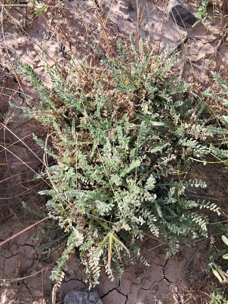 Astragalus citrinus photo 3