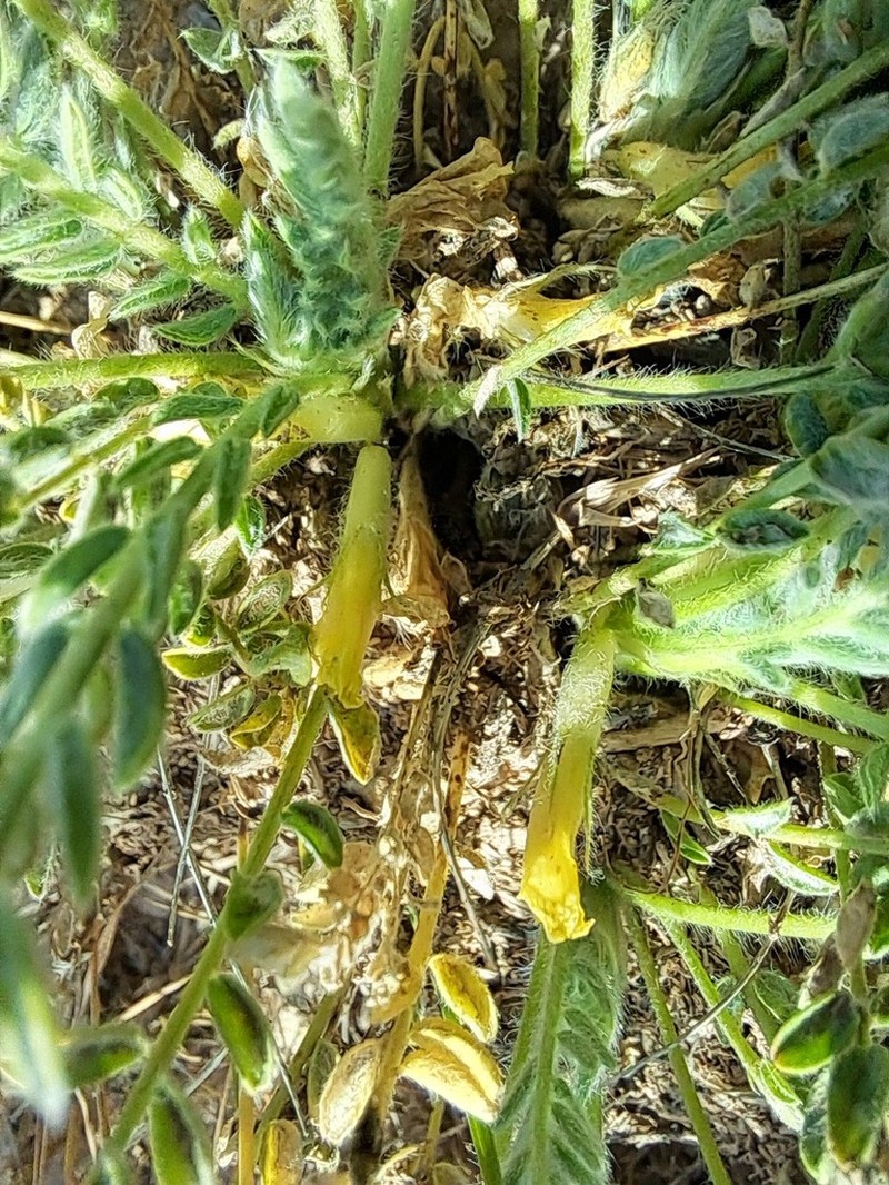 Astragalus citrinus photo 4