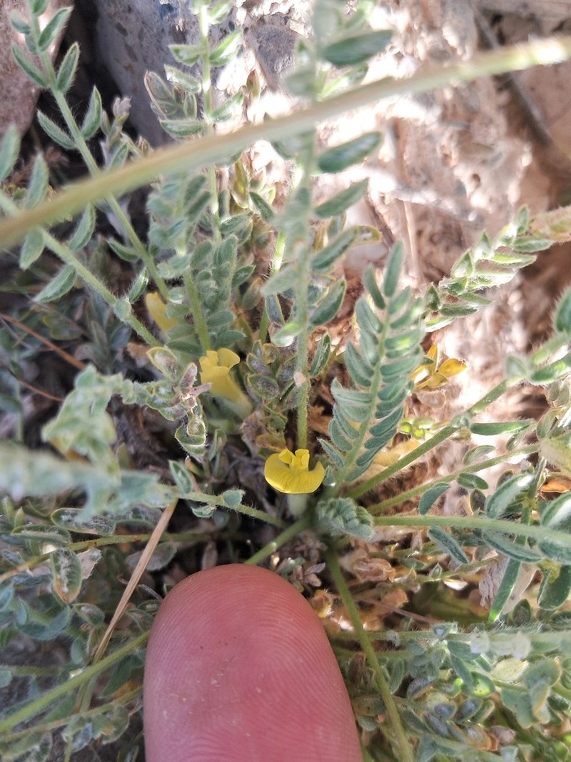 Astragalus citrinus photo 5