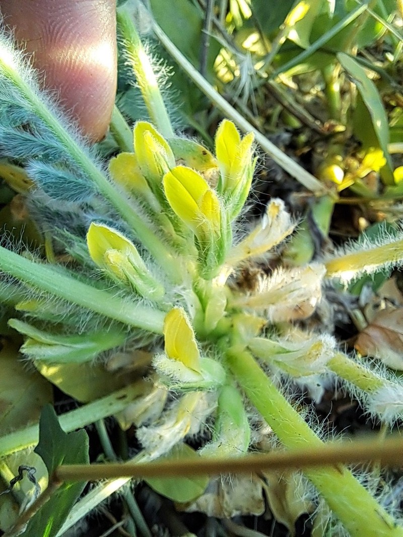 Astragalus citrinus photo 6