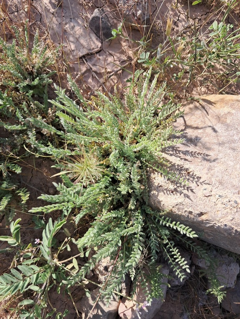 Astragalus citrinus photo 7