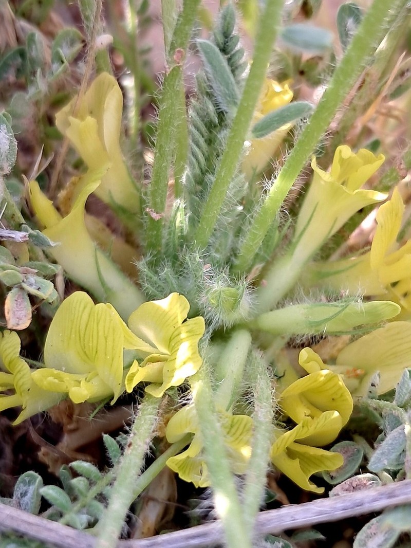 Astragalus citrinus photo 8