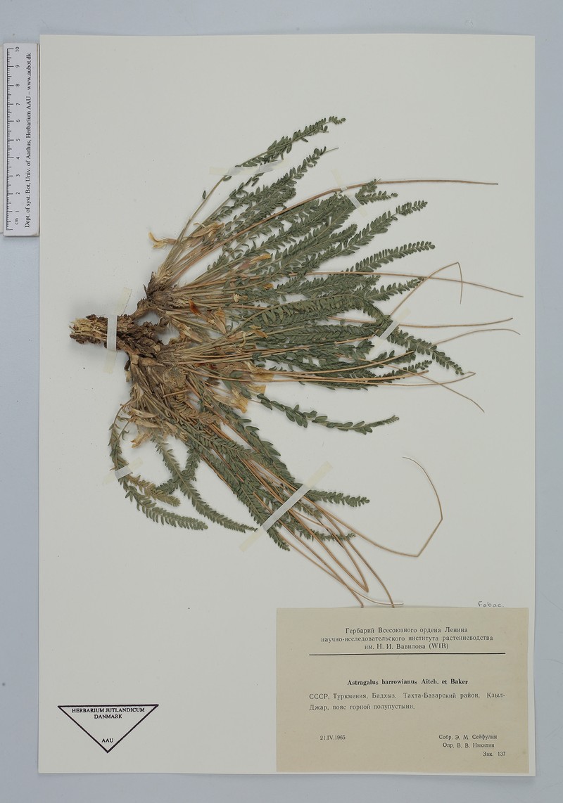 Astragalus citrinus subsp. barrowianus
