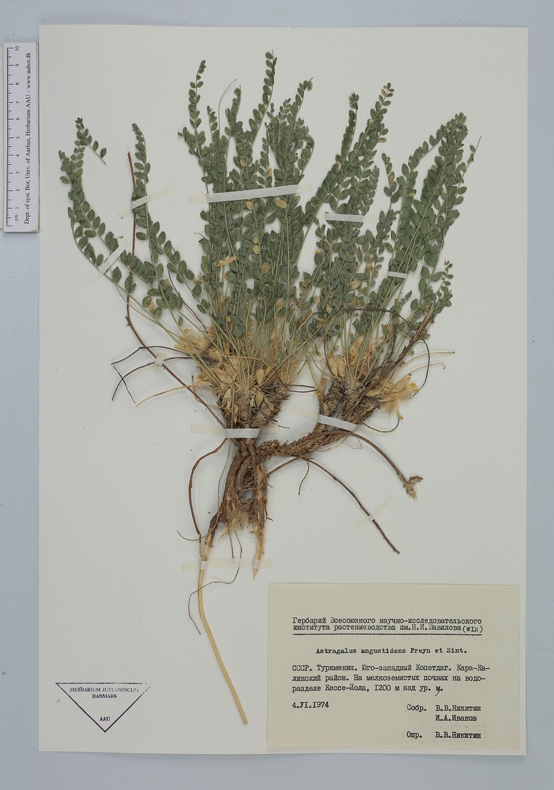 Astragalus citrinus subsp. citrinus