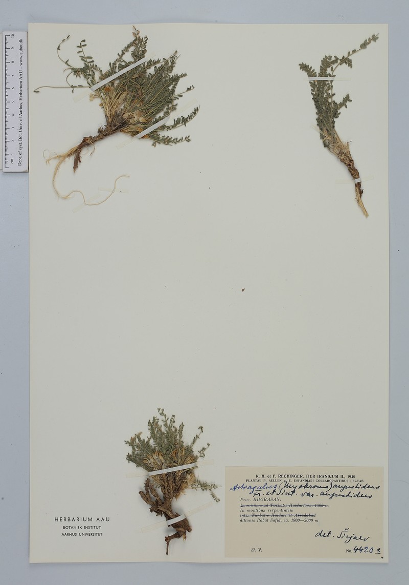 Astragalus citrinus subsp. citrinus photo 2