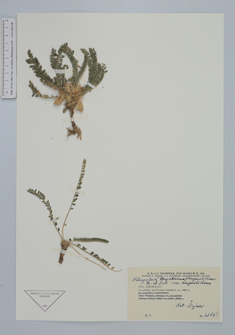 Astragalus citrinus subsp. citrinus photo 3