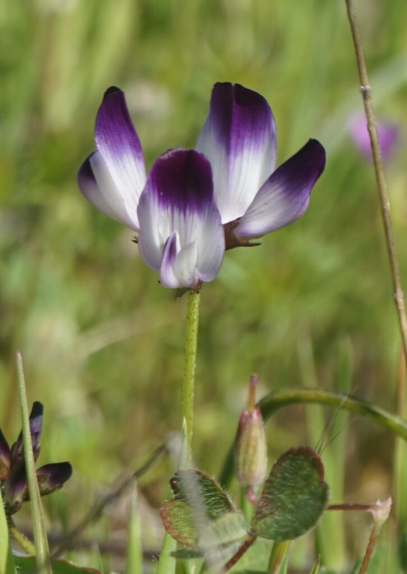 Napa Milkvetch photo 2