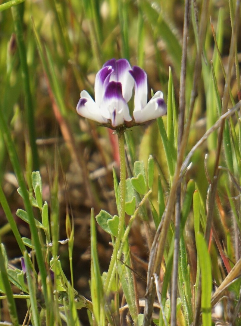 Napa Milkvetch photo 3