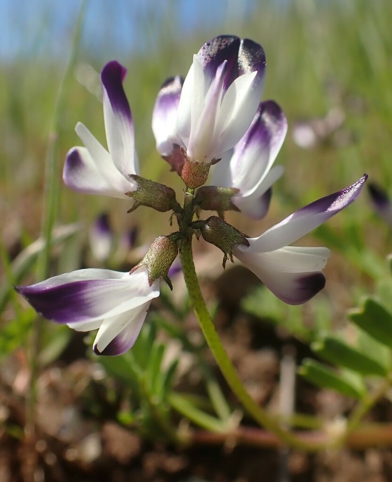 Napa Milkvetch photo 4