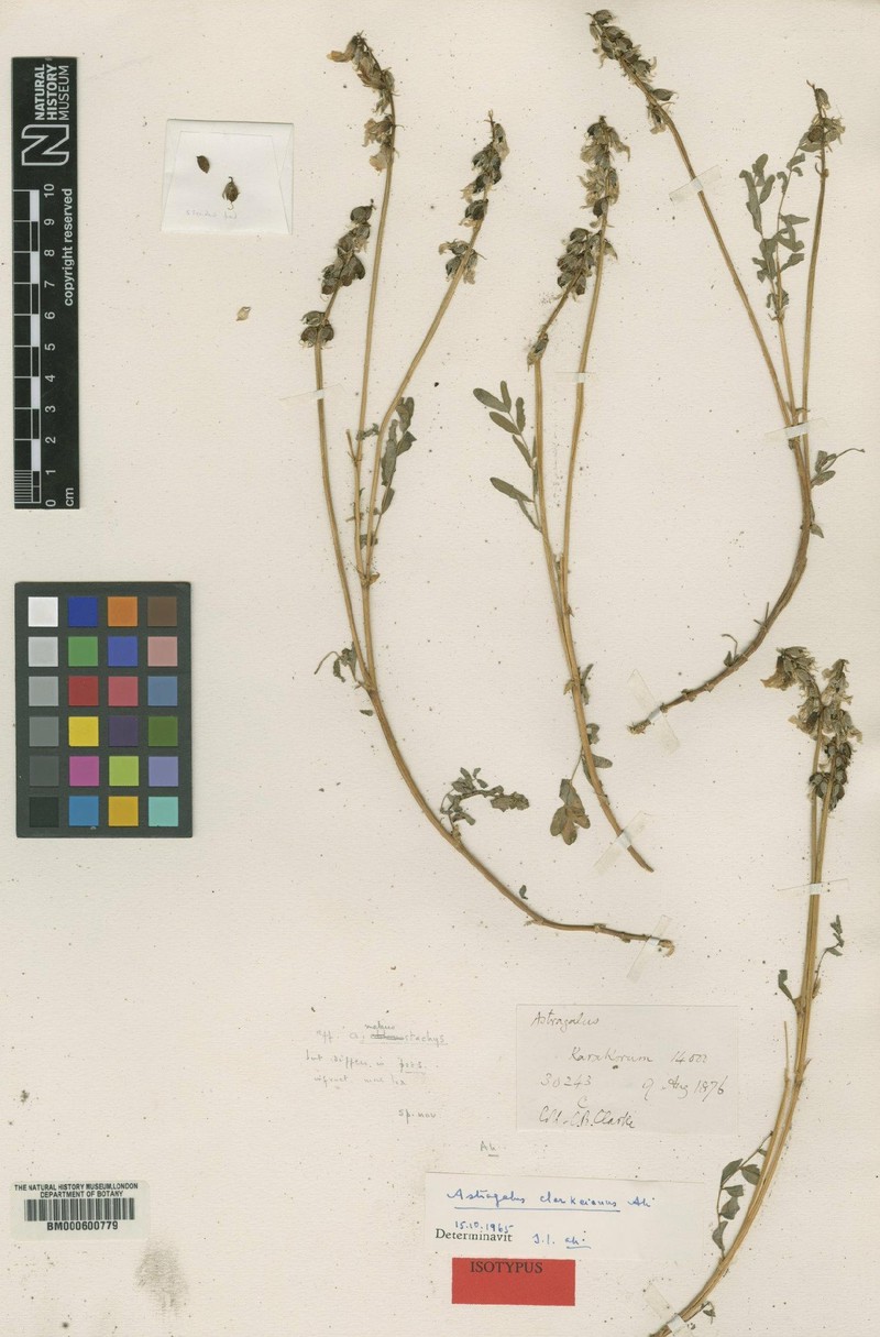 Astragalus clarkeanus