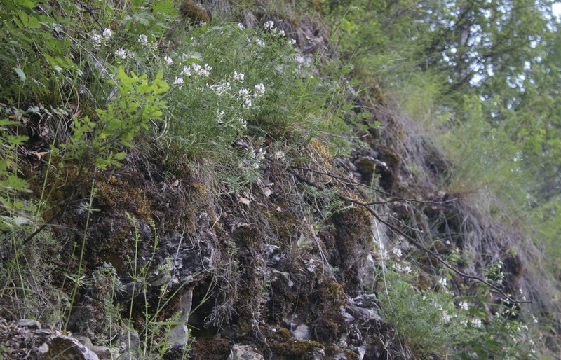 Astragalus clerceanus photo 2