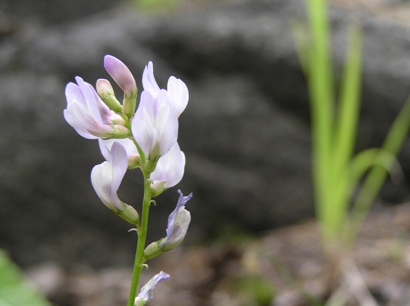 Astragalus clerceanus photo 3