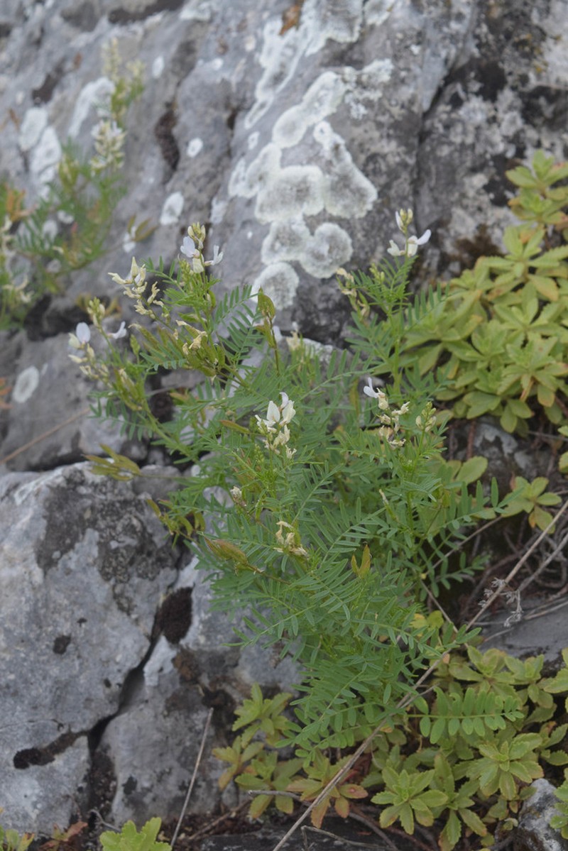 Astragalus clerceanus photo 4