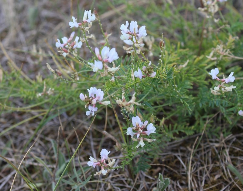 Astragalus clerceanus photo 5
