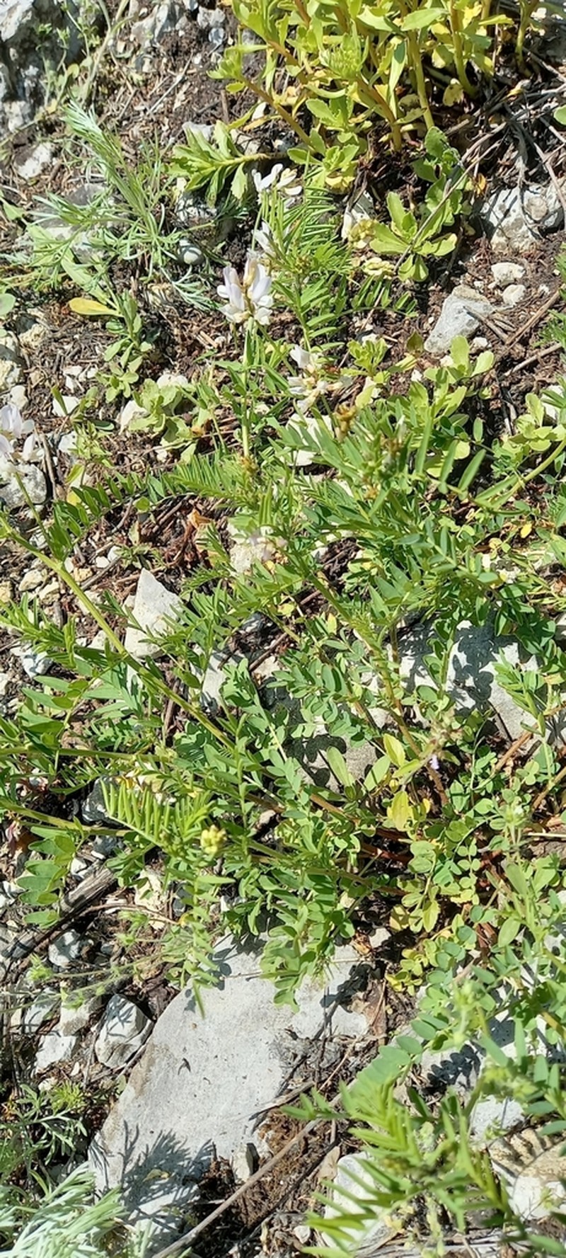 Astragalus clerceanus photo 6