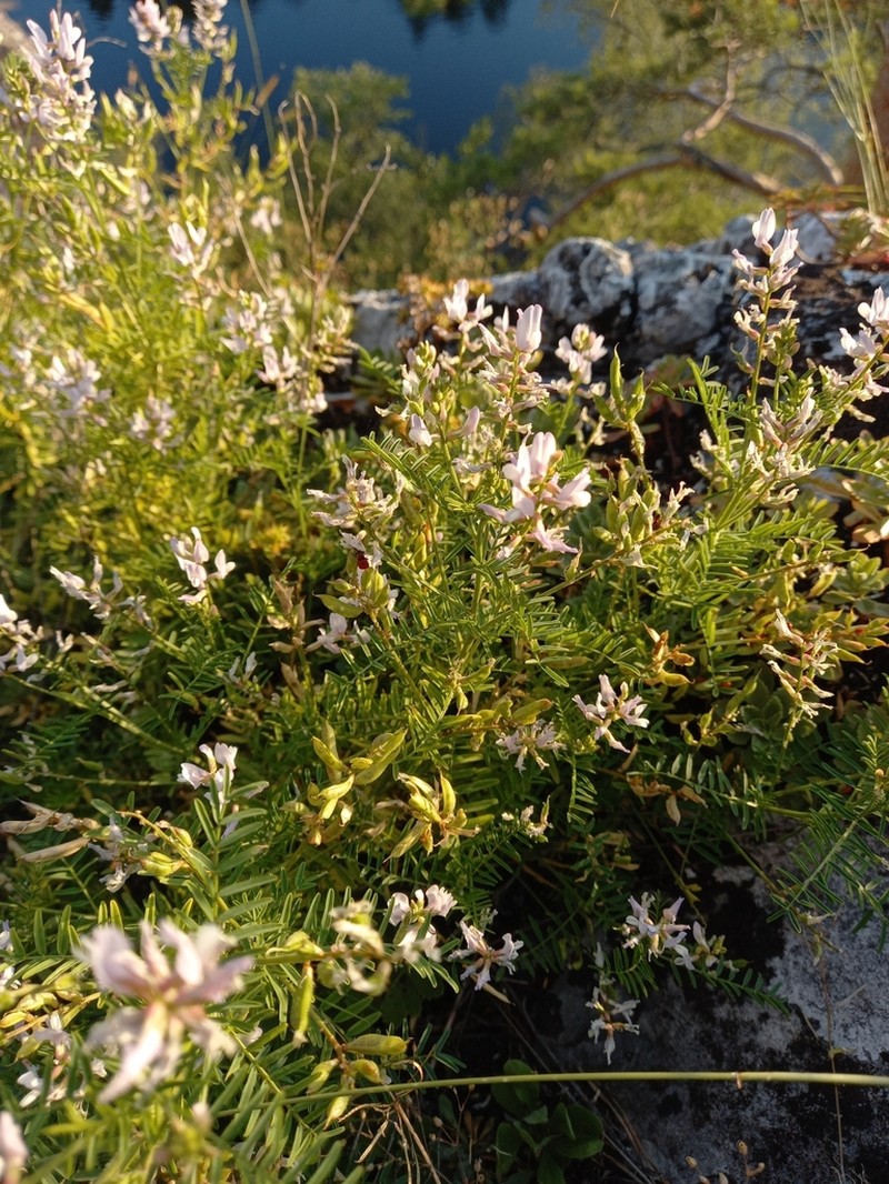 Astragalus clerceanus photo 7