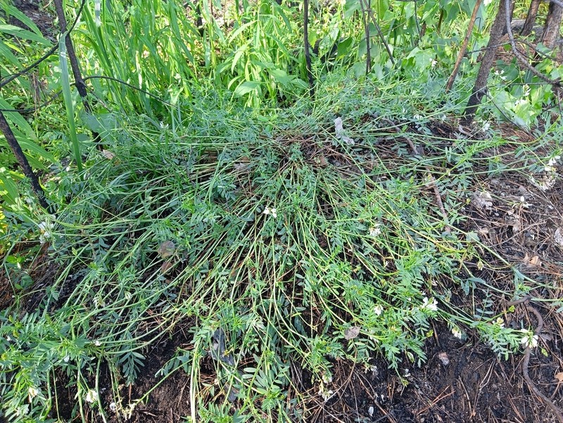 Astragalus clerceanus photo 8
