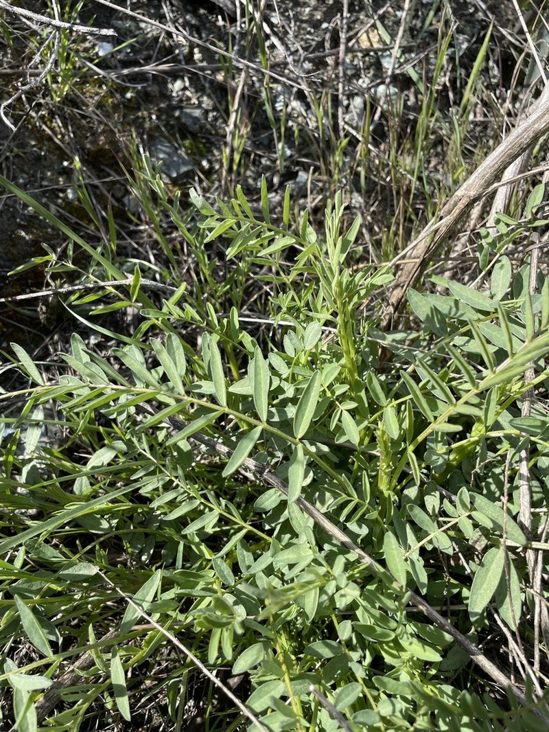 Cleveland's Milkvetch photo 4