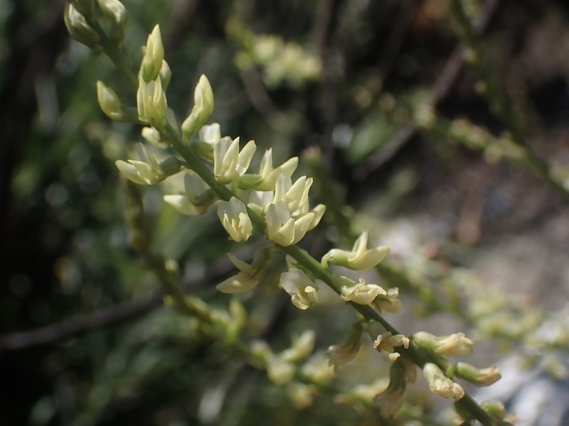 Cleveland's Milkvetch photo 5