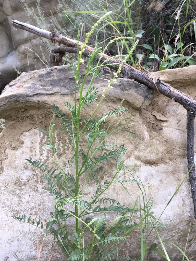 Cleveland's Milkvetch photo 6