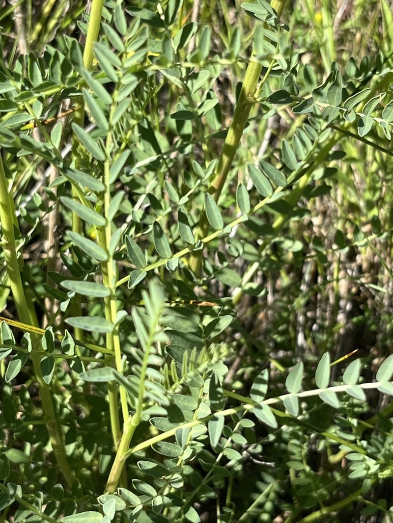 Cleveland's Milkvetch photo 7