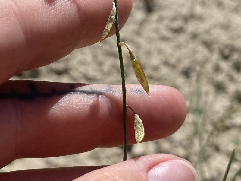 Astragalus cliffordii