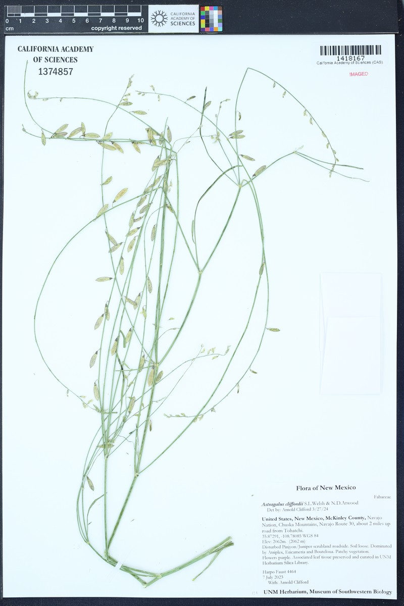 Astragalus cliffordii