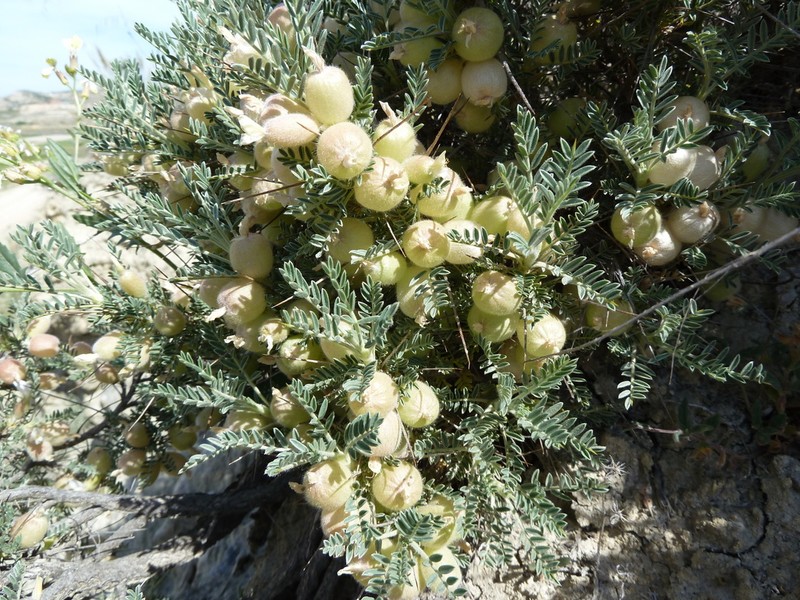 Astragalus clusianus photo 3