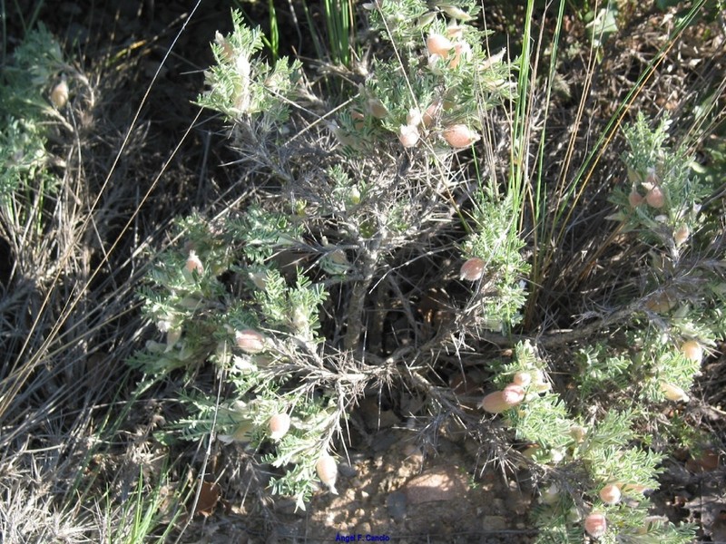 Astragalus clusianus photo 4