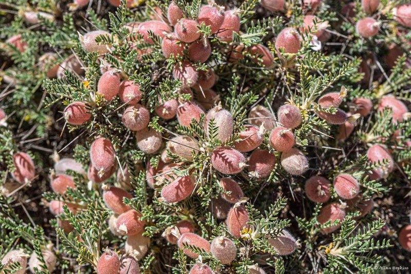 Astragalus clusianus photo 5