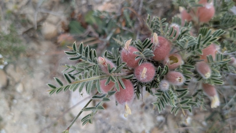 Astragalus clusianus photo 6