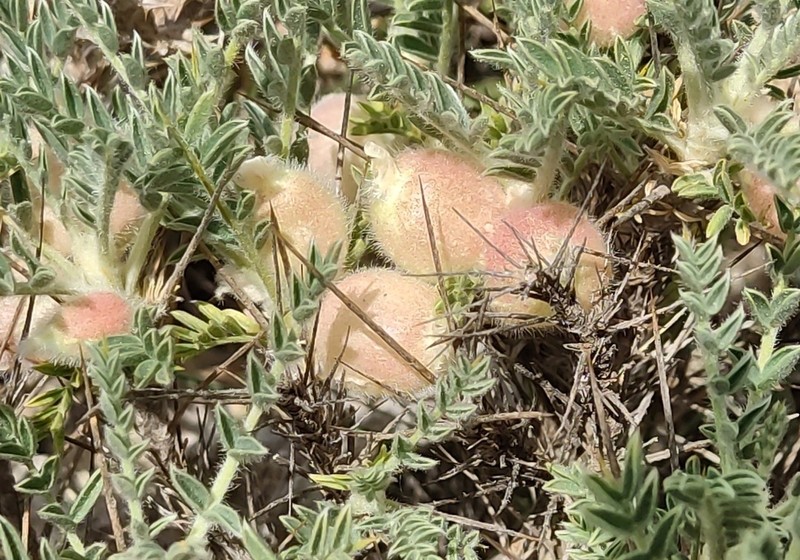 Astragalus clusianus photo 7