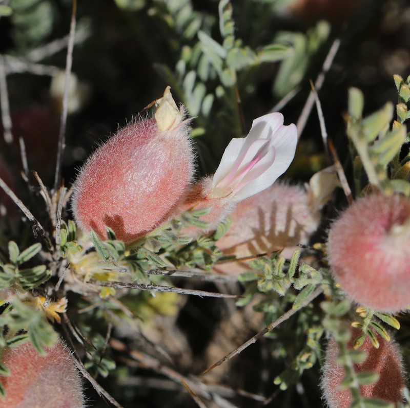 Astragalus clusianus photo 8